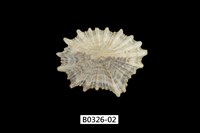 藏品(黑松螺)的圖片